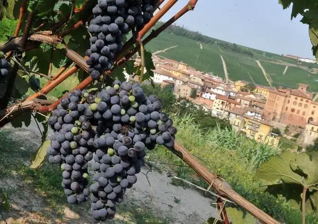 Accordo Intesa Sanpaolo e Consorzio Barolo per facilitare il credito