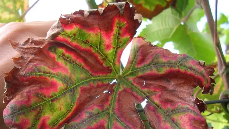 Mal dell&rsquo;Esca: sfida del domani. Un convegno sulla malattia della vite