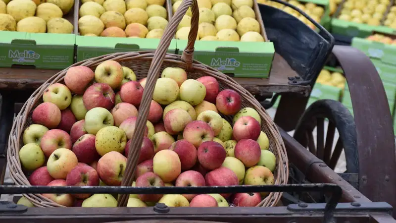 Nella terra della biodiversit&agrave; per celebrare il frutto del meleto biologico Melise nato da terreni incolti