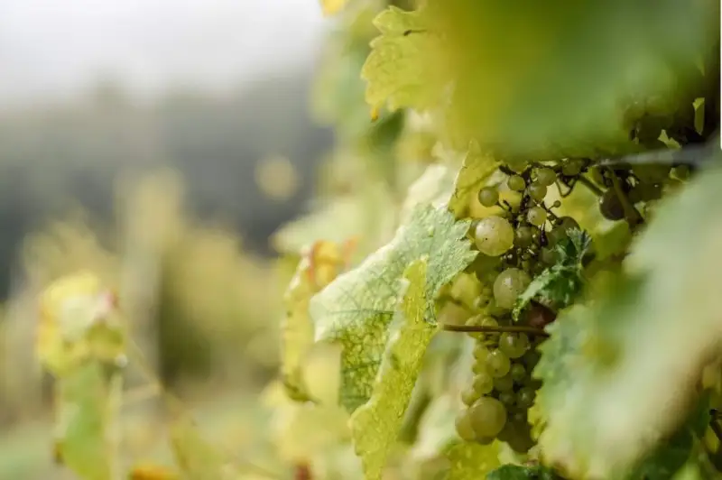 Una app aiuter&agrave; i viticultori britannici a contrastare le gelate