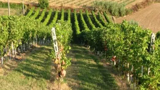 Agea blocca le estirpazioni al 15 novembre per chi ha presentato domanda di aiuto