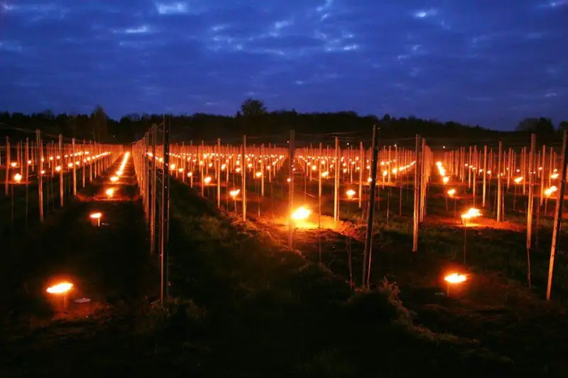 France: emergency funds for wine growers after coldest April day