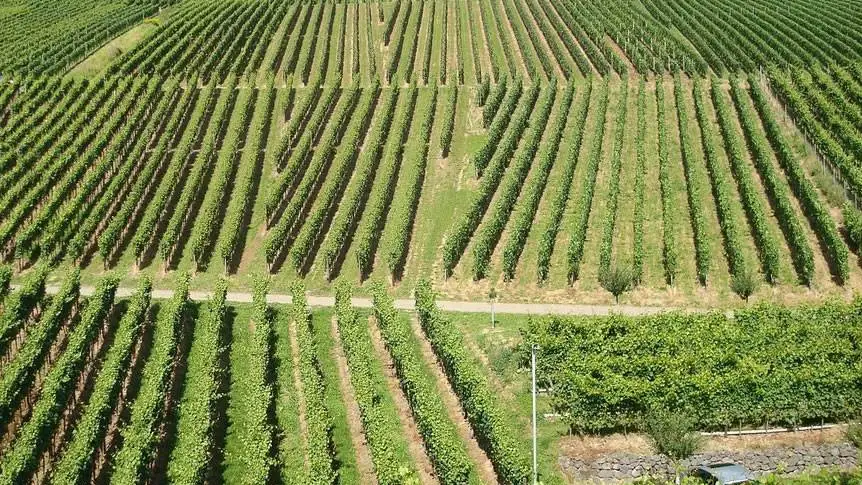 Nuove Tecniche Genomiche: quanto servono all'agricoltura italiana?