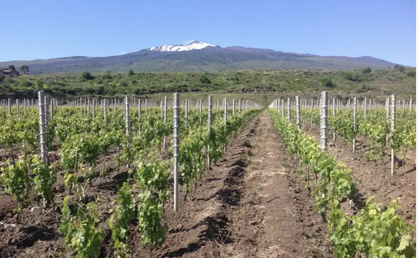 L’Etna Doc verso il riconoscimento della Docg