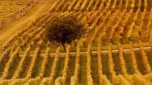 Ristrutturazione vigneti: posticipata la presentazione delle domande di saldo