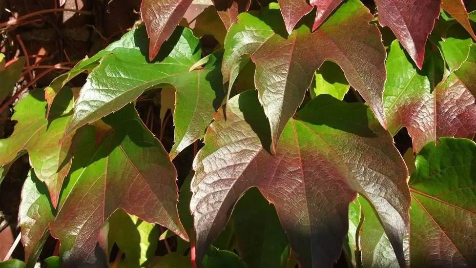 Non applicabilità delle sanzioni in caso di mancato uso delle autorizzazioni di nuovo impianto