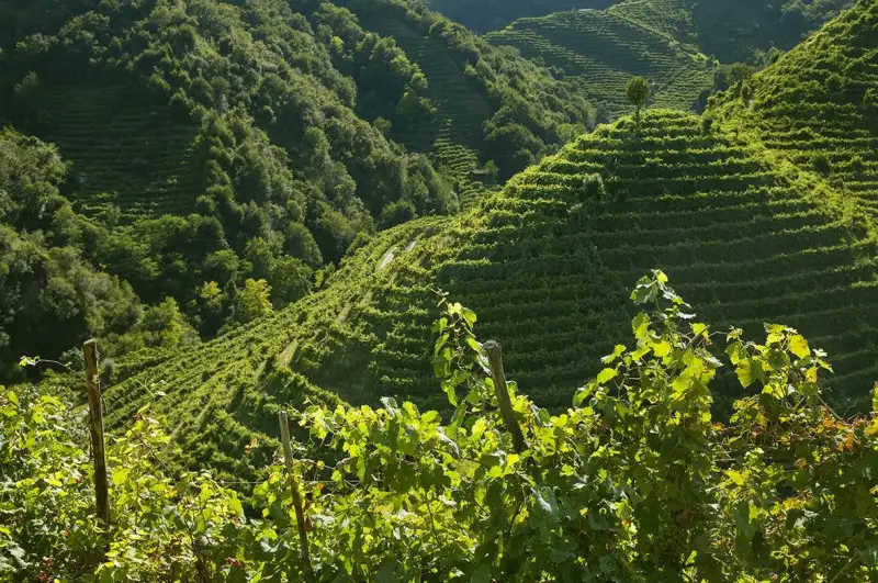 Prosecco Conegliano Valdobbiadene: export a +6,9%