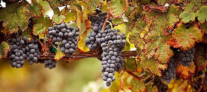 Ricerca, ibridazione e mercati. Bene i risultati, ma il vitigno Italia pu&ograve; fare di pi&ugrave;