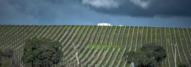 Stati Uniti: il gelo mette a rischio la prossima vendemmia lungo la costa orientale