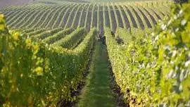 Pubblicato il decreto Masaf sull'aggiornamento del registro nazionale variet&agrave; e cloni di vite