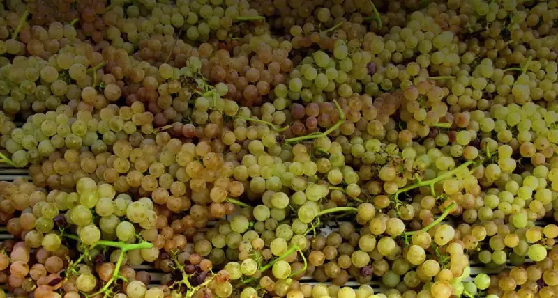 Confermati gli incarichi ai consorzi dei vini DOC Pantelleria e DOC Tavoliere