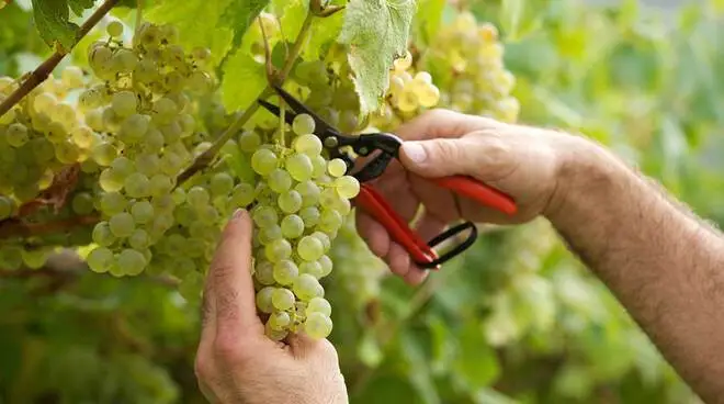Prorogati i termini della misura Investimenti e della dichiarazione di vendemmia