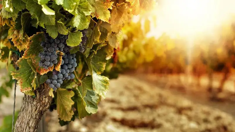 Cambiamento climatico: vendemmia anticipata a met&agrave; agosto per il Bordeaux