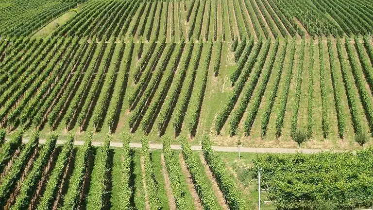 Nuova Pac: smart farming e criteri rinnovati per i pagamenti diretti