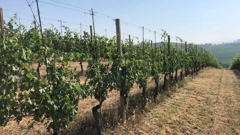 Usa: nello Stato di Washington misure contro la siccità nei vigneti