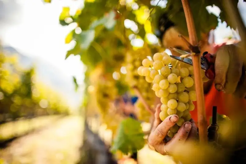 Al via la procedura Inps per i nuovi voucher. Ecco come funzionano