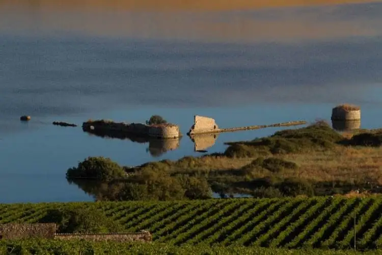 Doc Sicilia cresce del 124%