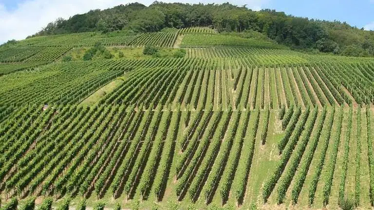 Vigneti: firmato il decreto “flessibilità Covid 2022”