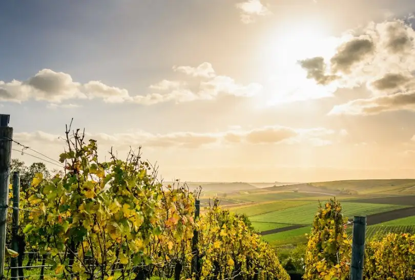 Agea: Istruzioni operative per il sostegno alla ristrutturazione e riconversione dei vigneti