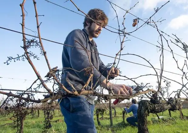 Mipaaf, le Faq sui bandi per la ricerca in agricoltura biologica