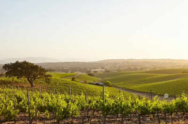 Progetti di ricerca pubblica nel settore vitivinicolo: approvata la graduatoria
