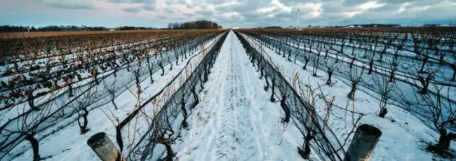 Boom delle vendite domestiche di vino canadese (grazie a Trump)