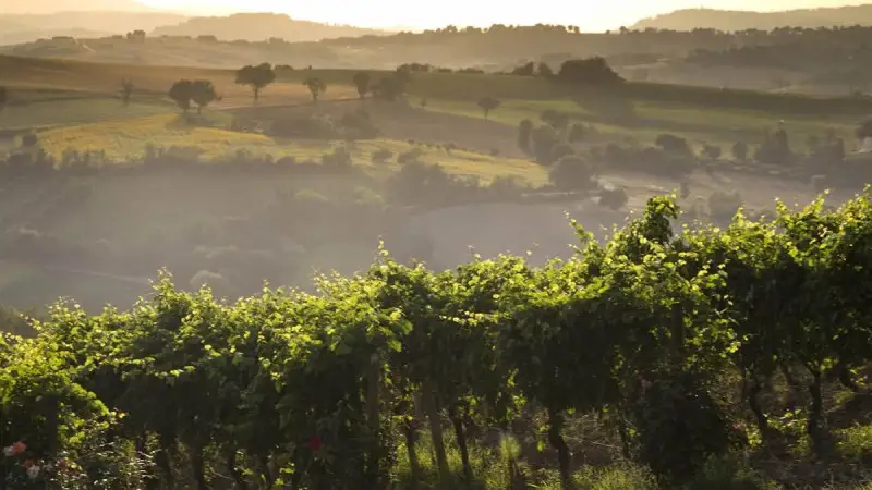 La crisi del 2020 non frena il Verdicchio: imbottigliato +5,8%