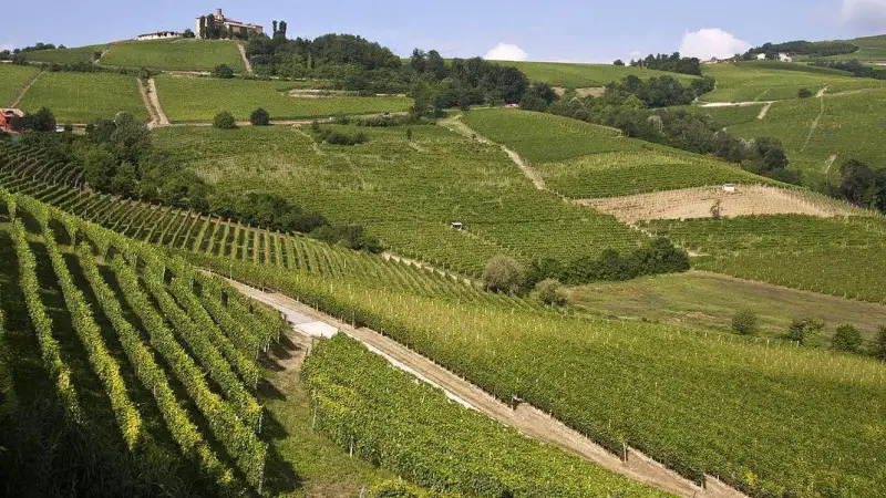 Agroalimentare, online ultimo bollettino CREAgritrend del I&deg; trimestre 2023