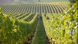 Stato di New York, le misure allo studio per contrastare le gelate primaverili