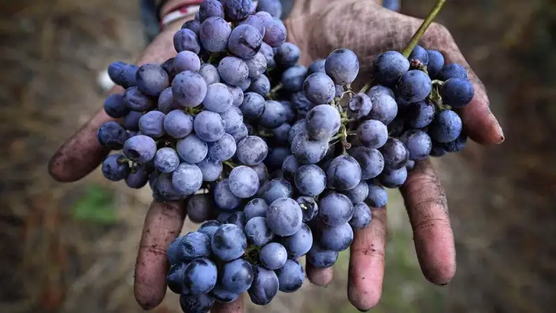 Freisa d’Asti Doc: via libera alla modifica del disciplinare