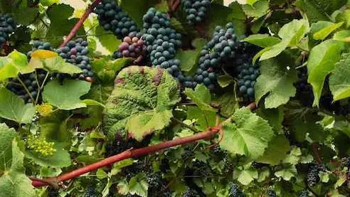 Mipaaf, modifiche al Registro delle variet&agrave; di vite