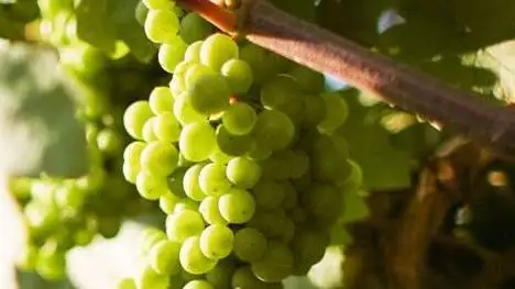 Nuove variet&agrave; di uva da vino iscritte nel Registro nazionale