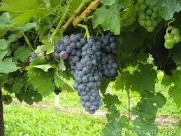 Tre nuove variet&agrave; iscritte nel Registro nazionale delle variet&agrave; di vite