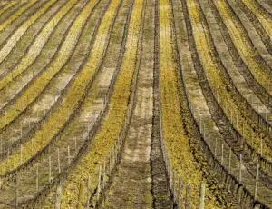 Bordeaux lancia un fondo da 20 milioni di euro per affrontare la crisi dei vigneti