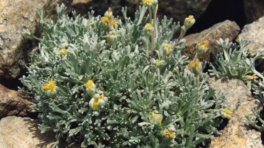 All’Agenzia delle Dogane il controllo delle IG Genepì del Piemonte e Génépi des Alpes /Genepì delle Alpi