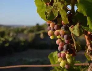 In Inghilterra la vendemmia 2026 parte in anticipo: per Nyetimber &egrave; un record