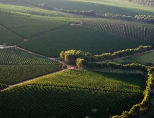 Champagne, stop alla revisione della denominazione: pesano clima e mercati