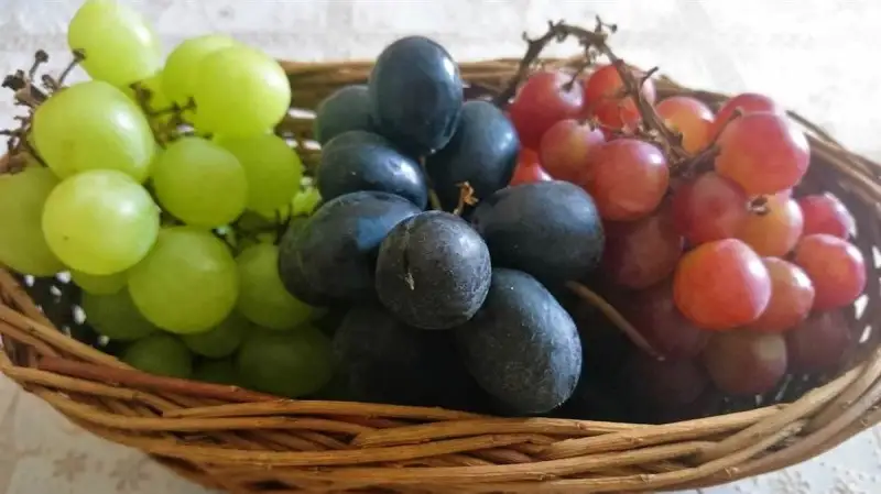 Europarlamento plaude alle nuove misure Ue a favore di ortofrutta e vino
