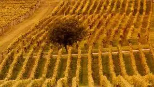 Fondo AgriCat, pubblicato il Rapporto Ismea sulla sperimentazione 2022