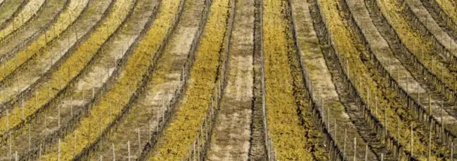 Bordeaux lancia un fondo da 20 milioni di euro per affrontare la crisi dei vigneti