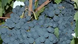 Confermato l'incarico al Consorzio tutela vini DOC Asprinio d&rsquo;Aversa, Galluccio e Falerno del Massico