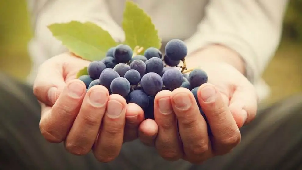 Lista aggiornata dei laboratori autorizzati alle analisi dei prodotti biologici