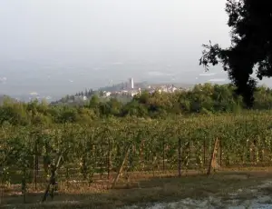 L&rsquo;Italia candida all&rsquo;Unesco la pratica di appassimento delle uve della Valpolicella