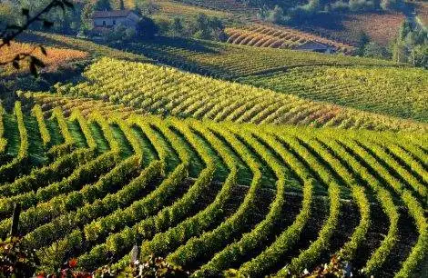 Terre Alfieri, approvato il passaggio a Dogc