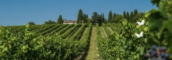 In Borgogna la vendemmia pi&ugrave; anticipata degli ultimi 500 anni