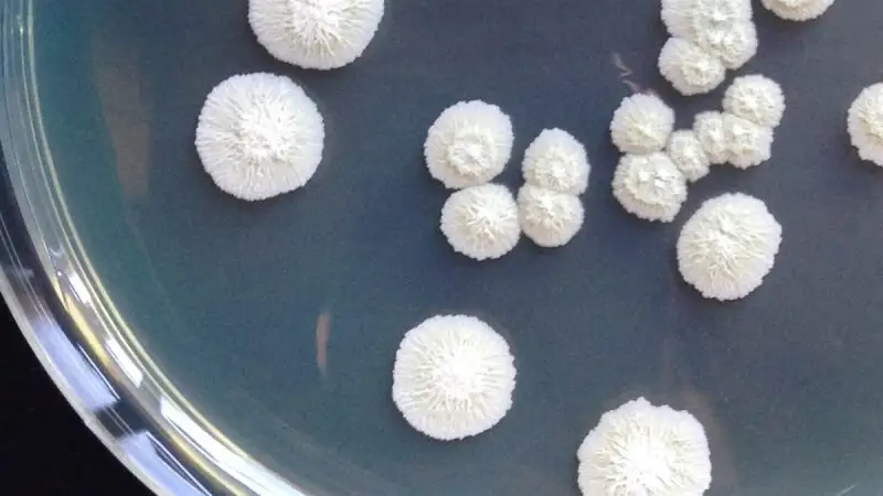 La collezione Crea di biodiversità microbica di origine viticolo-enologica entra in ECCO