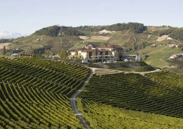 Prorogato il termine per le domande di Ristrutturazione e riconversione vigneti