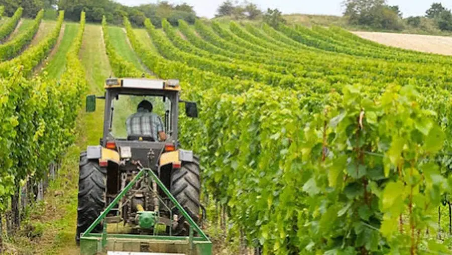 Pns vino: al via la nuova dotazione (ridotta del 3,8%)