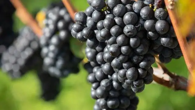 La Francia riconosce formalmente i "vini naturali"