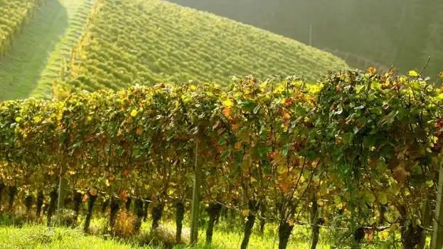 Mise: sospensioni temporanee e rimodulazioni attivit&agrave; Bandi FCS-FRI e PIA